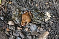 Rana temporaria - Common Frogs. Three hiding under stone in garden