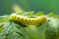 Noctua pronuba - Cutworm or Large Yellow Underwing larva on tomato plant