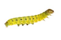 Noctua pronuba - Cutworm or Large Yellow Underwing larva 