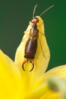 Forficula auricularia - Common Earwig on Daffodil.