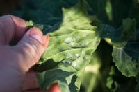 Aleyrodes proletella - Looking for Cabbage whitefly on Brassica leaves