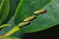 Graphocephala fennahithree syn Graphocephala coccineaon - Rhododenron leafhopper on leaf
