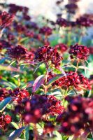 Dianthus barbatus - Sweet williams