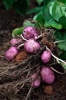 Heritage Potato variety 'Arran Victory'