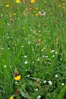 Stellaria palustris - Marsh Stitchwort growing in a wet meadow in Devon