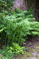 Polygonatum odoratum underplanted with Primula - Solomon's Seal planted by a shady wall