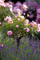 Standard Rosa 'Bonica' underplanted with Lavandula - Lavender