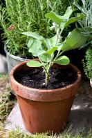 Grafted Solanum melongena - Aubergine 'Scorpio' growing in a clay pot