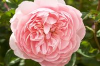 Rosa 'The Alnwick Rose'  in June at David Austin Rose Gardens, Shropshire, England UK