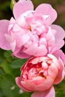 Rosa 'Windflower' in June at David Austin Rose Gardens, Shropshire, England UK 
