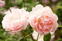Rosa 'Eglantyne' in June at David Austin Rose Gardens, Shropshire, England UK 