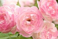 Rosa 'Mme Pierre Oger' - old rose in June at David Austin Rose Gardens, Shropshire, England UK 