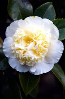 Camellia williamsii 'Jury's Yellow'