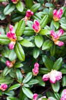 Rhododendron 'Cilipinense'