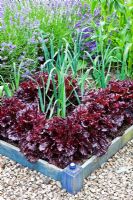 Lettuces 'Bijou' and leeks in raised beds - Sedbury Park Secret Garden, Orchard House, Sedbury Park, Monmouthshire