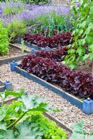 Lettuces 'Bijou' and leeks in raised beds - Sedbury Park Secret Garden, Orchard House, Sedbury Park, Monmouthshire
