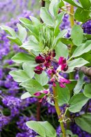 Broad beans 'Crimson Flowered' in July - Sedbury Park Secret Garden, Orchard House, Sedbury Park, Monmouthshire
