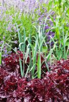 Lettuces 'Bijou' and leeks 'Musselburgh' in raised beds - Sedbury Park Secret Garden, Orchard House, Sedbury Park, Monmouthshire
