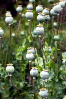 Seedheads of Papavar somniferum 'Paeoniiflorum Group' - Sedbury Park Secret Garden, Orchard House, Sedbury Park, Monmouthshire