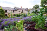 Walled vegetable garden with Lavandula angustifolia 'Munstead', Lettuces 'Bijou' and Papavar somniferum 'Paeoniiflorum Group' - Sedbury Park Secret Garden, Orchard House, Sedbury Park, Monmouthshire