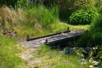 Grassy path leading over wooden bridge and pool with Nymphaea at Glenwhan Gardens, near Stranraer, Wigtownshire