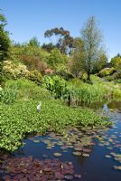 Lake with water lilies and other aquatic plants, surrounded by banks of mature trees and shrubs - Glenwhan Gardens, near Stranraer, Wigtownshire