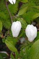 Magnolia x wieseneri 