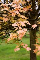 Acer pseudoplatanus 'Brilliantissimum' - Sycamore in Spring