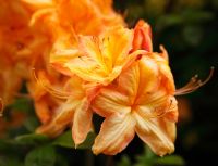 Rhododendron 'George Reynoldsl'