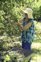Lady pruning apple tree, July 