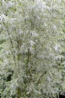 Salix exigua - Willow in July 