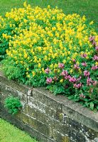 Corydalis lutea and Prunella in raised bed