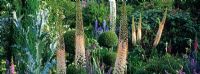 Early summer perennials, topiary and shrubs including Onopordum, Eremurus, Delphinium, Buxus, Digitalis, Nepeta, Phlomis, Clematis and Nectaroscordum at Goulters Mill Farm, Wiltshire