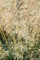 Deschampsia cespitosa 'Goldtau' - Tussock Grass