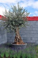 Mature olive tree in container, wrapped with chicken wire against gabion wall filled with construction blocks. 'Hearts and Minds, Heat Sand Mines' - Silver Gilt Award Winner - RHS Hampton Court Flower Show 2010 
 