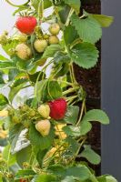 Strawberries planted in sections of a metal vertical structure. 'Food 4 Thought' - Gold Medal Winner - RHS Hampton Court Flower Show 2010 
 