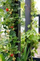 Vertical wall of Strawberries. 'Food 4 Thought' - Gold Medal Winner - RHS Hampton Court Flower Show 2010 
 