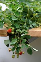 Srawberries in container on table. 'Food 4 Thought' - Gold Medal Winner - RHS Hampton Court Flower Show 2010 
 