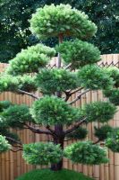 Pine tree with bamboo fence behind. 'Konpira-san' - Gold Medal Winner - RHS Hampton Court Flower Show 2010 