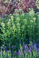 Sedum telephium 'Purple Emperor' with Achillea millefolium 'Lilac Beauty' and Lavandula angustifolia 'Hidcote'. 'It's Only Natural' - Silver Gilt Medal Winner - RHS Hampton Court Flower Show 2010 
 