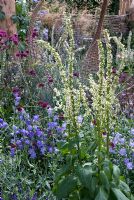 Verbascum chaixii 'Album' with Campanula persicifolia and Knautia macadonica. 'It's Only Natural' - Silver Gilt Medal Winner - RHS Hampton Court Flower Show 2010 