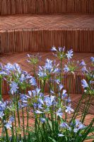 Agapanthus 'Blue Cloud'  and herringbone terracotta tiled steps. 'The Garden Lounge' - Silver Gilt Medal Winner - RHS Hampton Court Flower Show 2010 