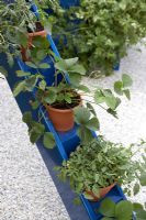 Tomato and Strawberry plants in blue plastic containers on steps - 'The Playful Garden', Bronze medal winner, RHS Hampton Court Flower Show 2010 
 