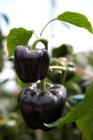 Pepper 'Mavis' -  Black sweet peppers at RHS Hampton Court Flower Show 2010 
