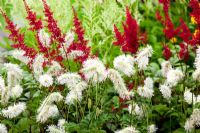 Sanguisorba obtusa 'Alba' with Astilbe 'Fanal and Astilbe 'Snowdrift'  - RHS Hampton Court Flower Show 2010 
 