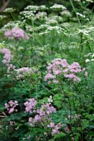 The white umbels of Oenanthe crocata - Hemlock Water Dropwort with Thalictrum aquilegiafolium - Meadow Rue make an effective naturalistic plant combination