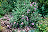 Cistus creticus - Rock Rose in Holbrook Garden