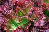 Lollo Rossa 'Falbala', Salad Crop