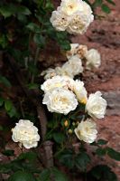 Climbing Noisette Rose - Rosa 'Claire Jacquier' at Cothay Manor, Greenham, Somerset