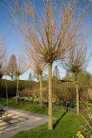 Pollarded Salix in formal Spring garden 